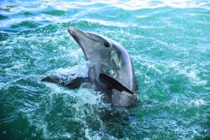 MSC Yacht Club Excursions