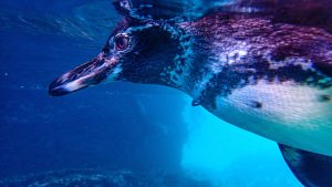 Galapagos Cruises