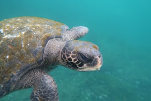 Galapagos Cruises