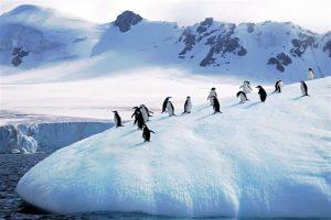 Antarctic Experience