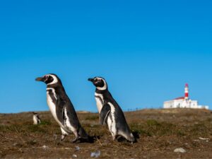 Punta Arenas