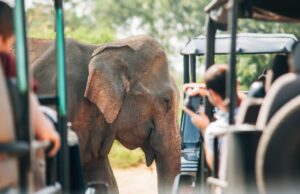 Elephant Safari