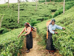 Nuwara Eliya: Tour & Colombo Hotel Stay