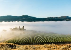 Monte Creek Winery