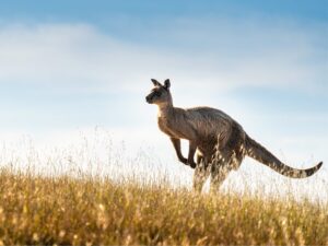 Kangaroo Island