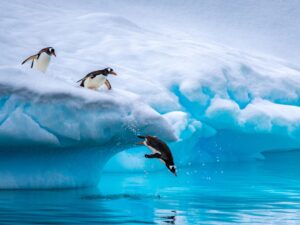 Antarctic Peninsula: Scenic Cruising