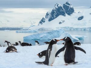 Antarctic Peninsula: Scenic Cruising & New Year’s Day