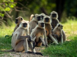 Ranthambore: Hotel Stay