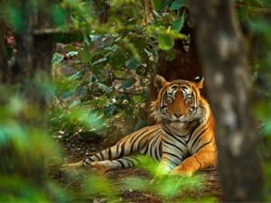 Ranthambore: Tour & Hotel Stay