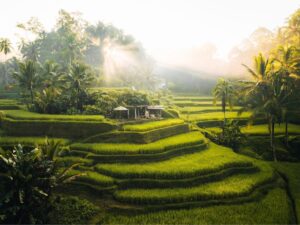 Bali: Fly Home