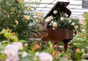 RHS Chelsea Flower Show