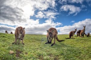 Kangaroo Island Tour