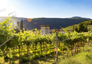 Wine Tastings & Tours