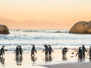 Cape Town: Disembark Ship & Hotel Stay