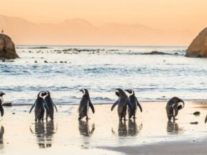 Cape Town: Disembark Ship & Hotel Stay
