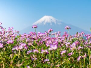 Cosmos Flower Season