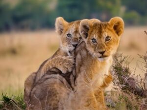 Chobe National Park: Hotel Stay