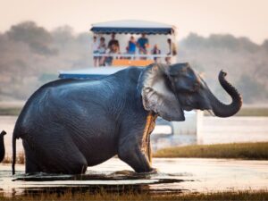 Chobe National Park: Tour & Hotel Stay