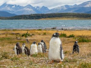 Ushuaia, Beagle Channel & Glacier Channel: Scenic Cruising