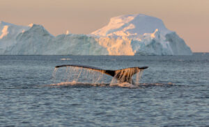 Prince Christian Sound: Scenic Cruising