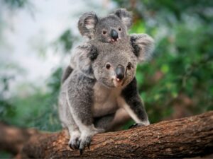 Sydney: Disembark Ship & Hotel Stay