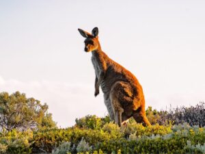 Adelaide