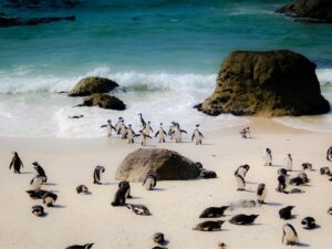 Cape Town
